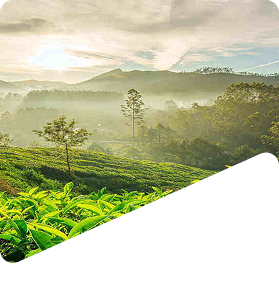 Kerala 03 Nights